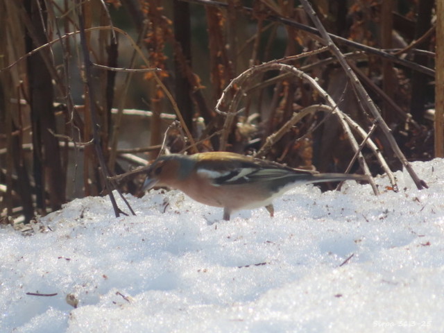 IMG_7619.jpg