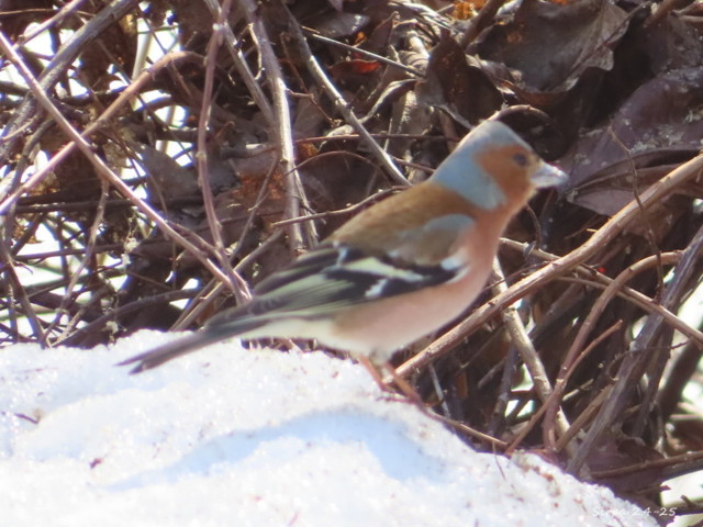 IMG_7625.jpg