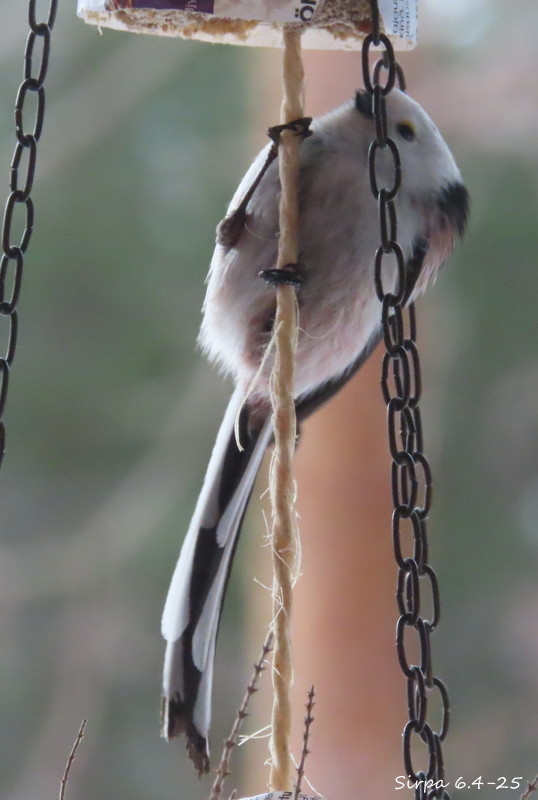 IMG_7632.jpg