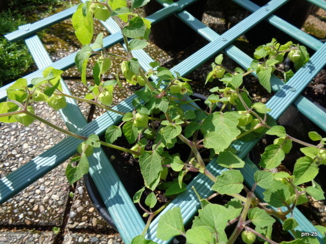 DSC00640.jpg