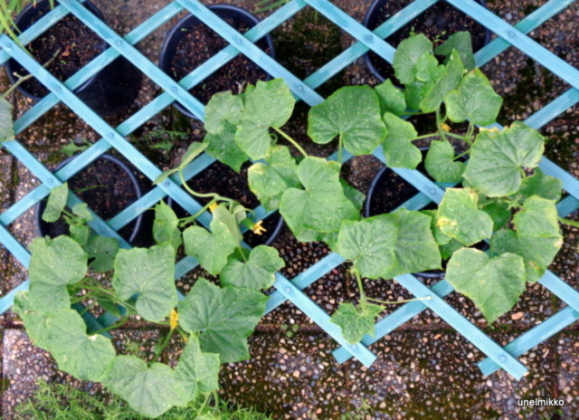 DSC00763.jpg