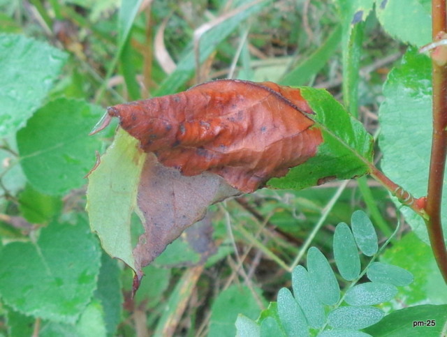 DSC00704.jpg