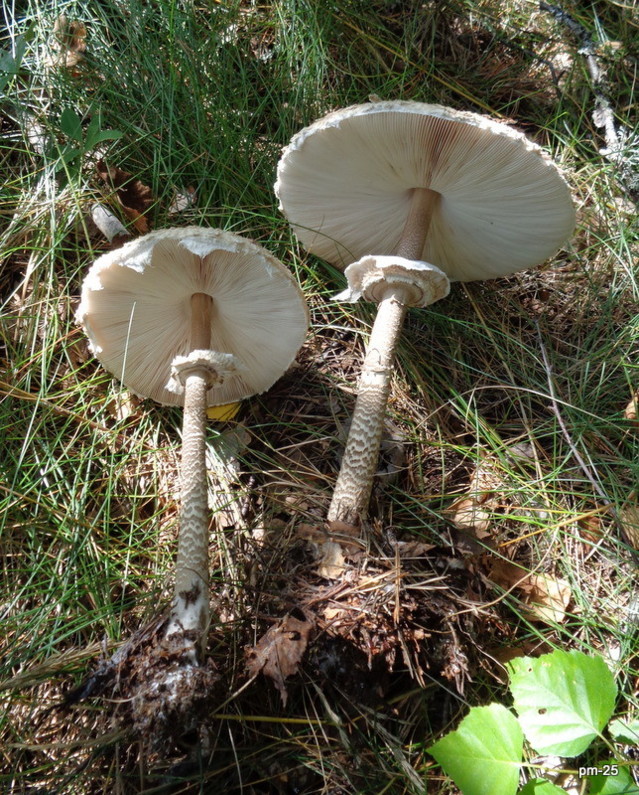 DSC01774.jpg