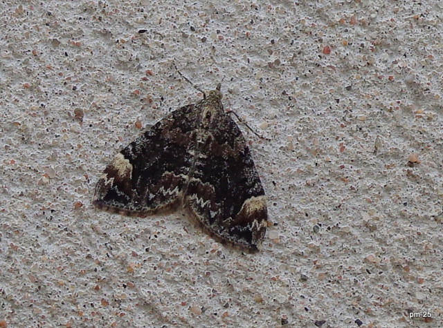DSC00229.jpg