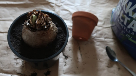 20250920amaryllis5%202.jpg